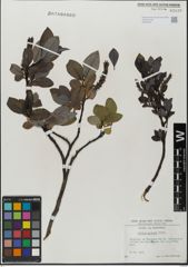 Foto von Salix glabra Scop.
